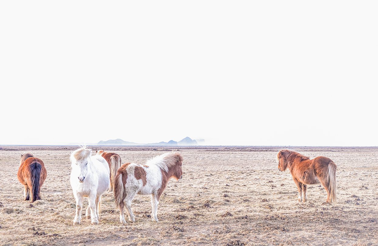 Wild Icelandic horses