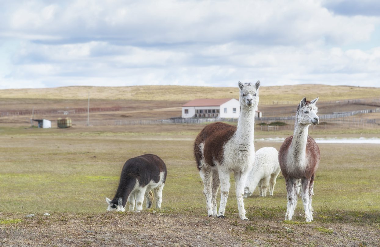 Pack of llamas in pampas