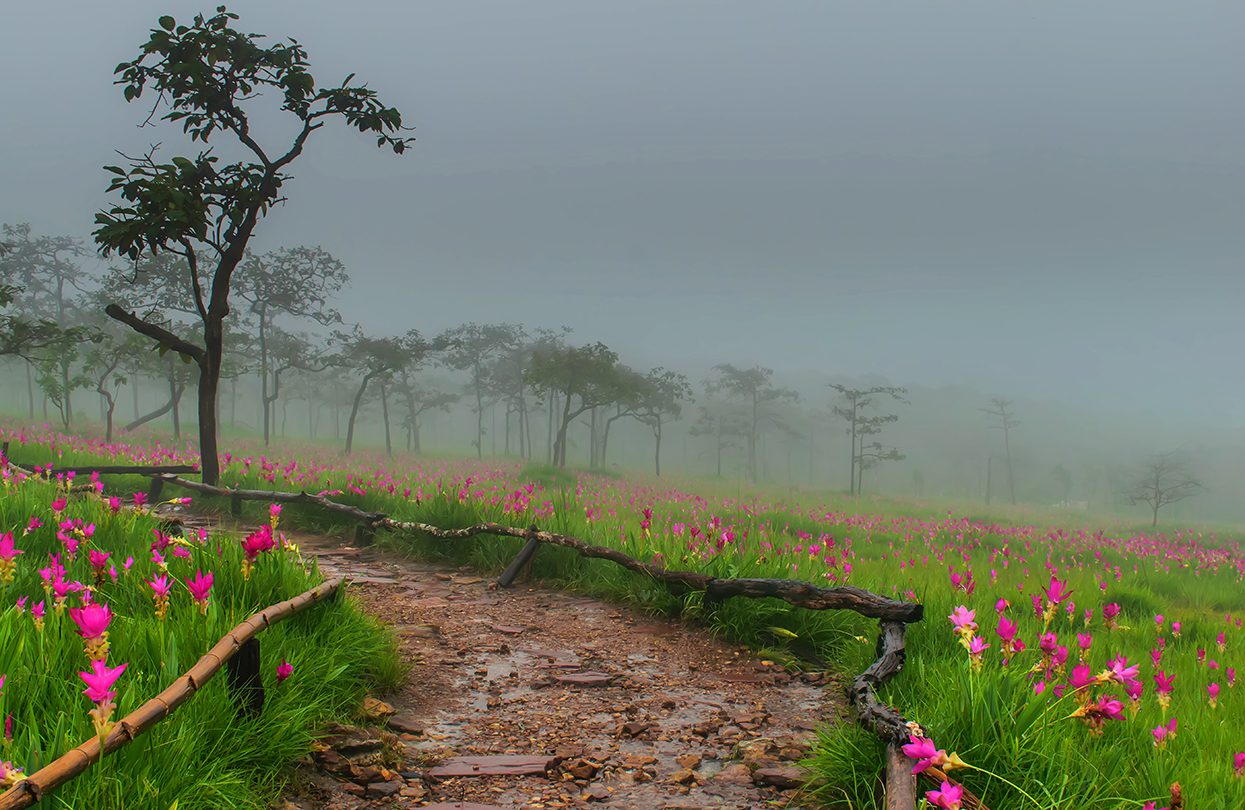 Siam Tulip, beautiful field of flower among the mist and raining, Sai Thong National Park, Chaiyaphum, image by CHOTE BKK