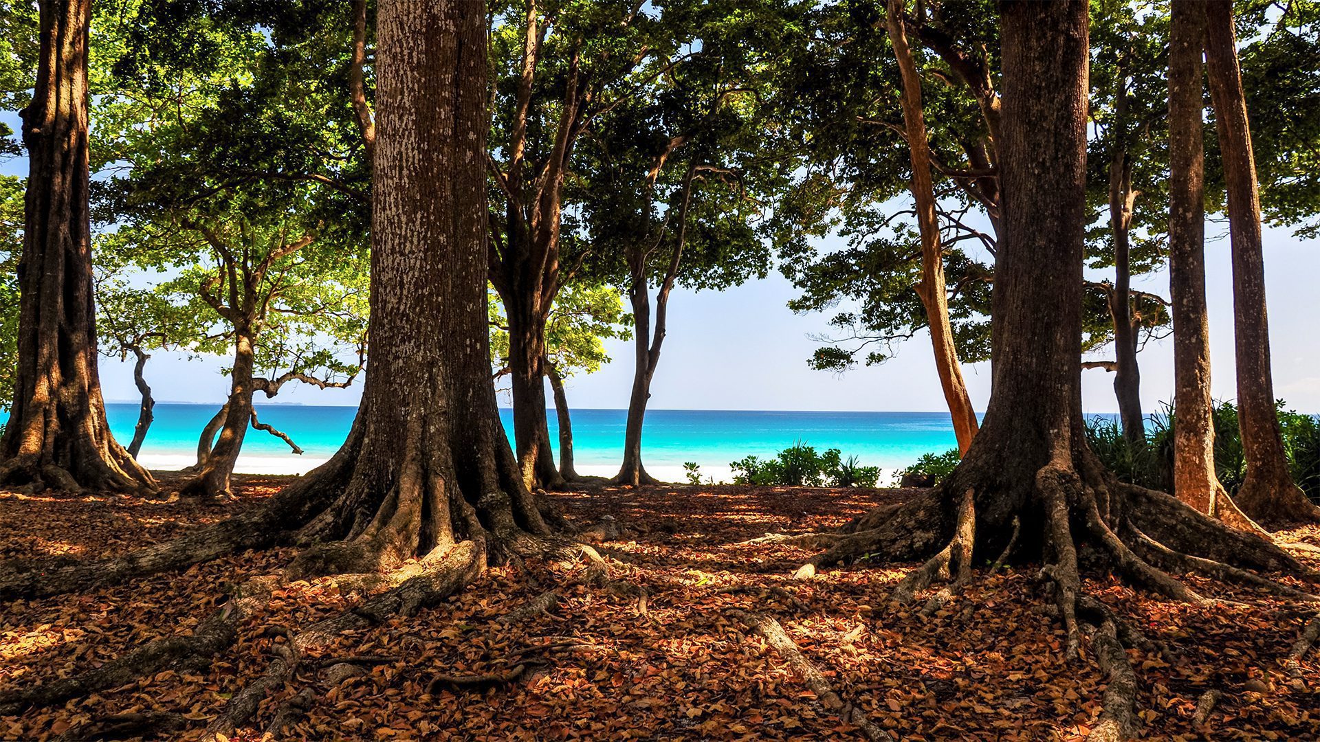 Stunning-view-of-Radhanagar-Beach-on-Havelock-Island-impage-by-Juergen-Wallstabe