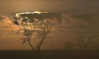 The morning sunrise across the Ngala Private game reserve, screengrab from WildWatch Live feed on 21Apr