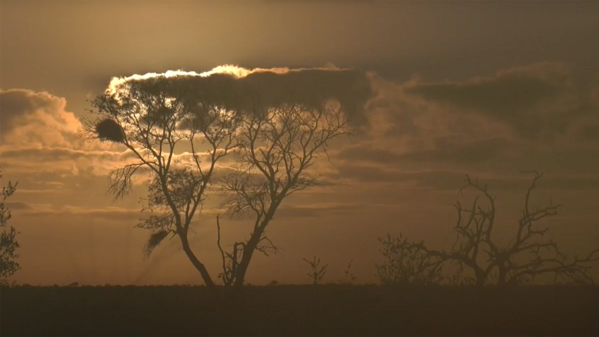 Stuck Indoors? Indulge In A Private African Safari!