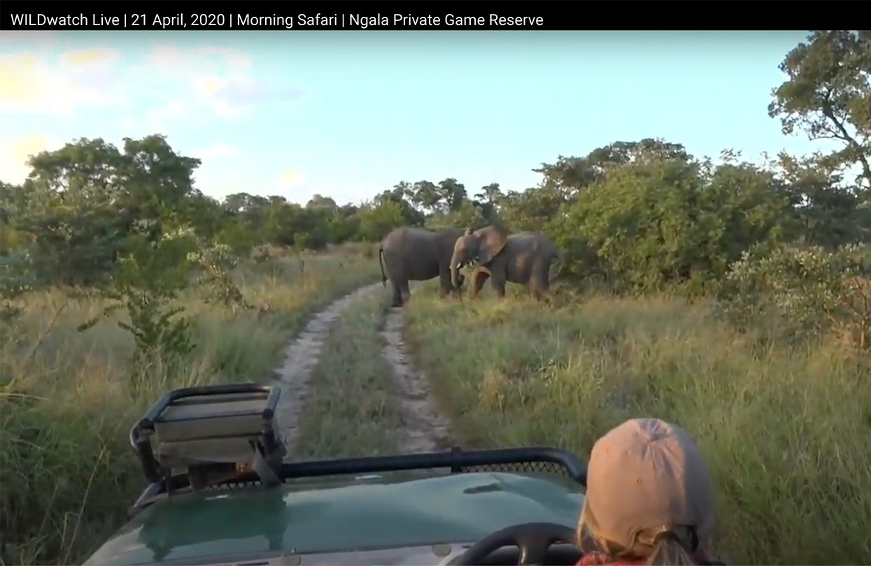 Coming across elephants early in the morning, screengrab from WildWatch Live feed