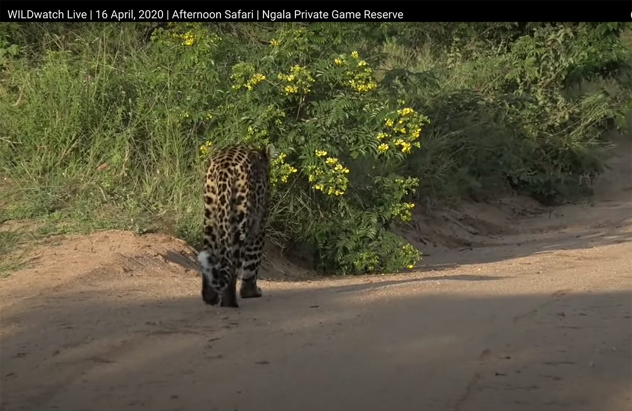 Spotting a leopard early in the morning on 16 April, screengrab from WildWatch Live feed