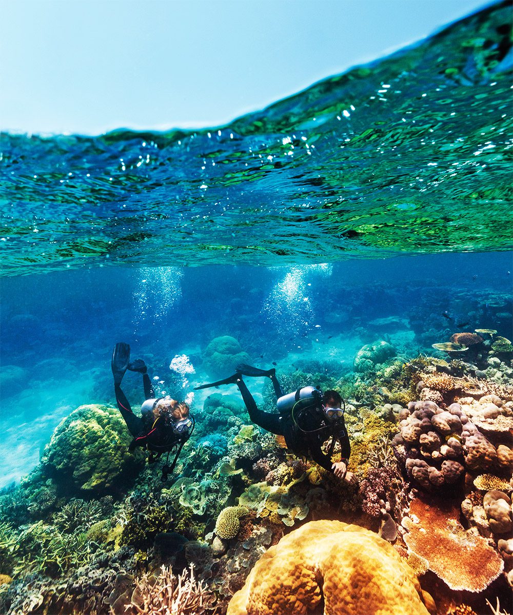 The aquatic jewels of Agincourt Reef, Tropical North Queensland, photo by Tourism & Events Queensland