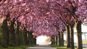 Cherry blossom on Holzweg, image by Felix Meyer, GNTB
