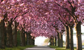 Cherry blossom on Holzweg, image by Felix Meyer, GNTB