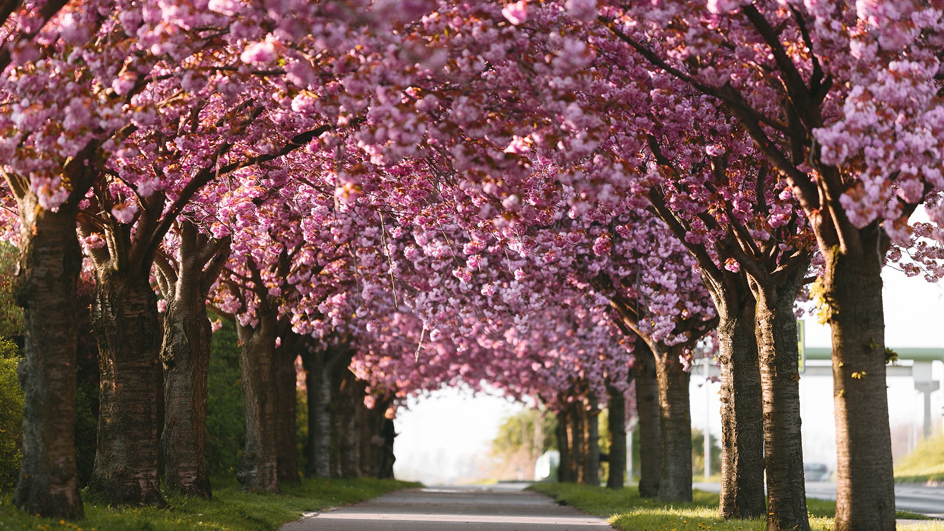 Cherry blossom on Holzweg, image by Felix Meyer, GNTB