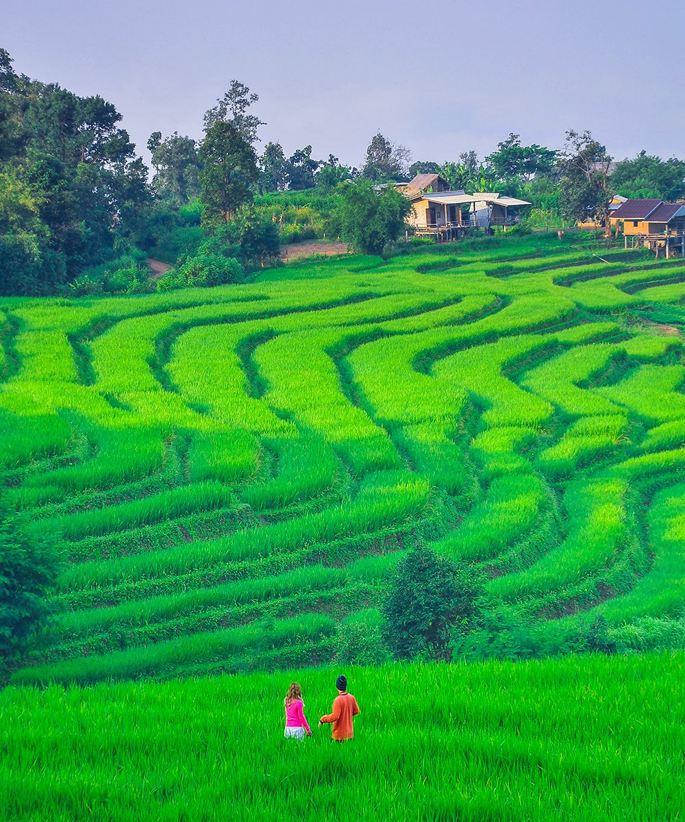 Rice Terrace at Ban Pa Bong Pieng Village, Chiang Mai