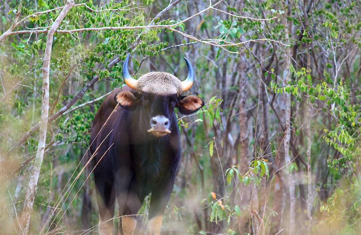 Gaur in Khao Yai National Park Nakhon Ratchasima