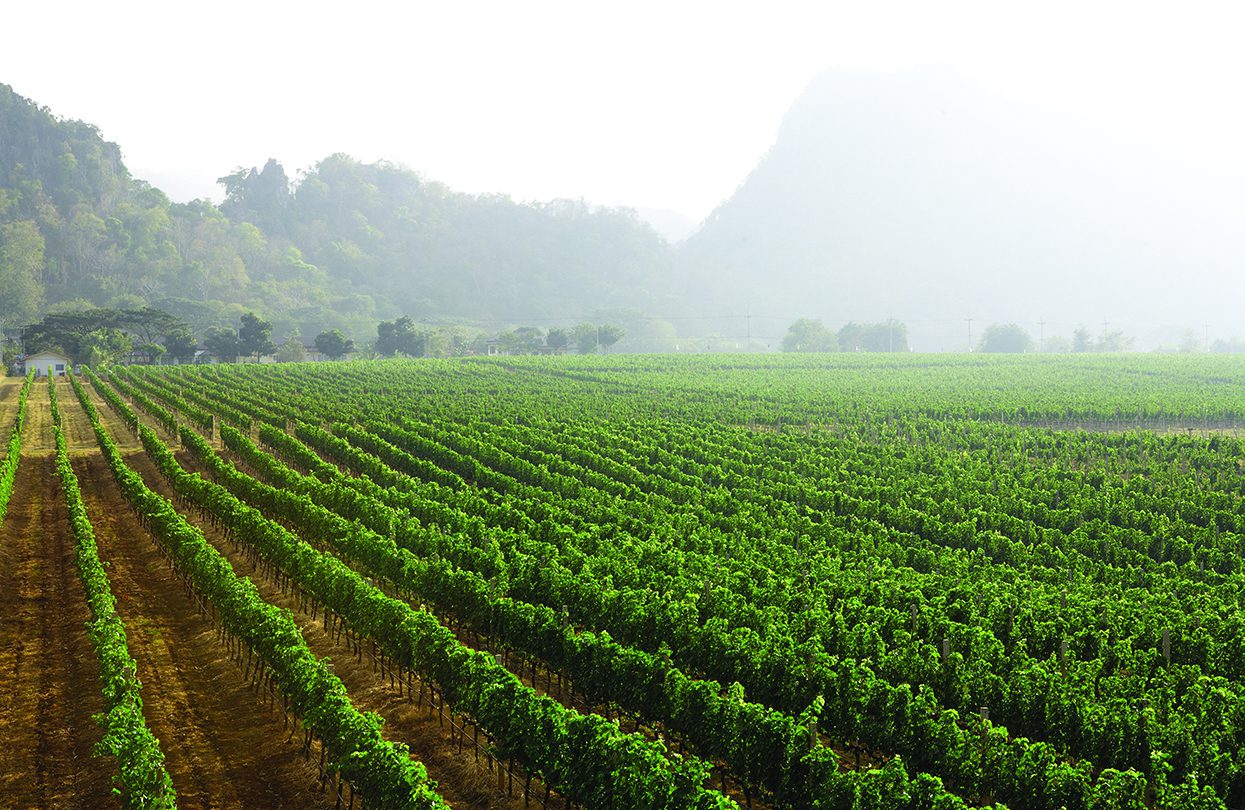 GranMonte Vineyard and Winery in Asoke Valley, Khao Yai