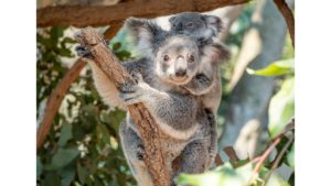 Lone-Pine-Koala-Sanctuary-image-by-Tourism-Australia