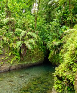The scenic Titou Gorge in Dominica is a refreshing swimming spot after a long hike, and scenes from Pirates of the Caribbean were filmed in this picturesque spot, image by Dominica Tourism Authority
