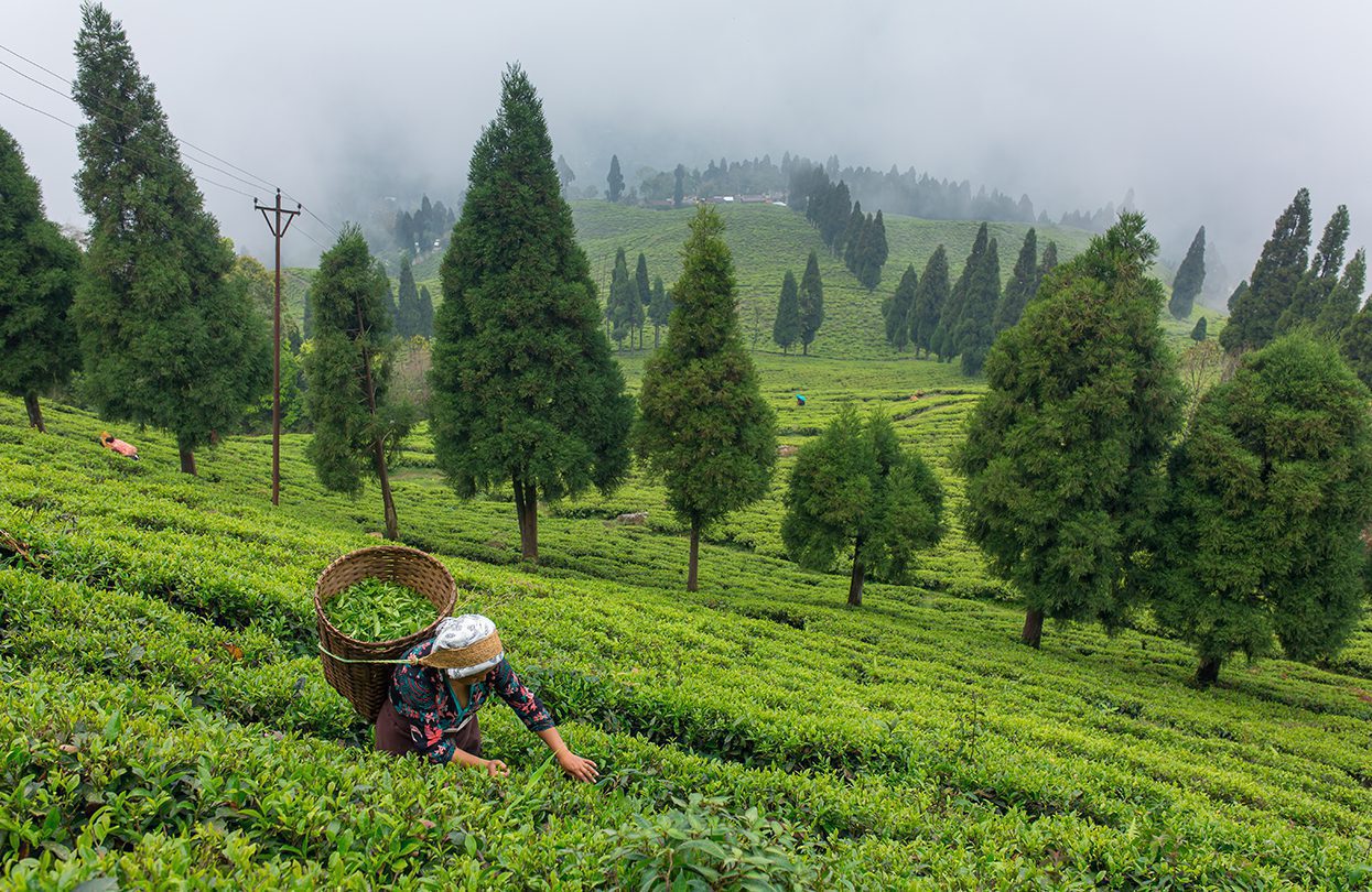 Collecting fresh tea leaves from the tea plantation near Darjeeling, image by Mazur Travel