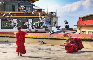 Little Buddhist monks feed pigeons on a roof of the monastic Rumtek complex, The Himalayas are visible in the distance, image by Denis Dymov