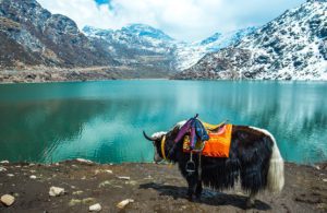 Tsongmo Lake in Sikkim, image by Nattee Chalermtiragool
