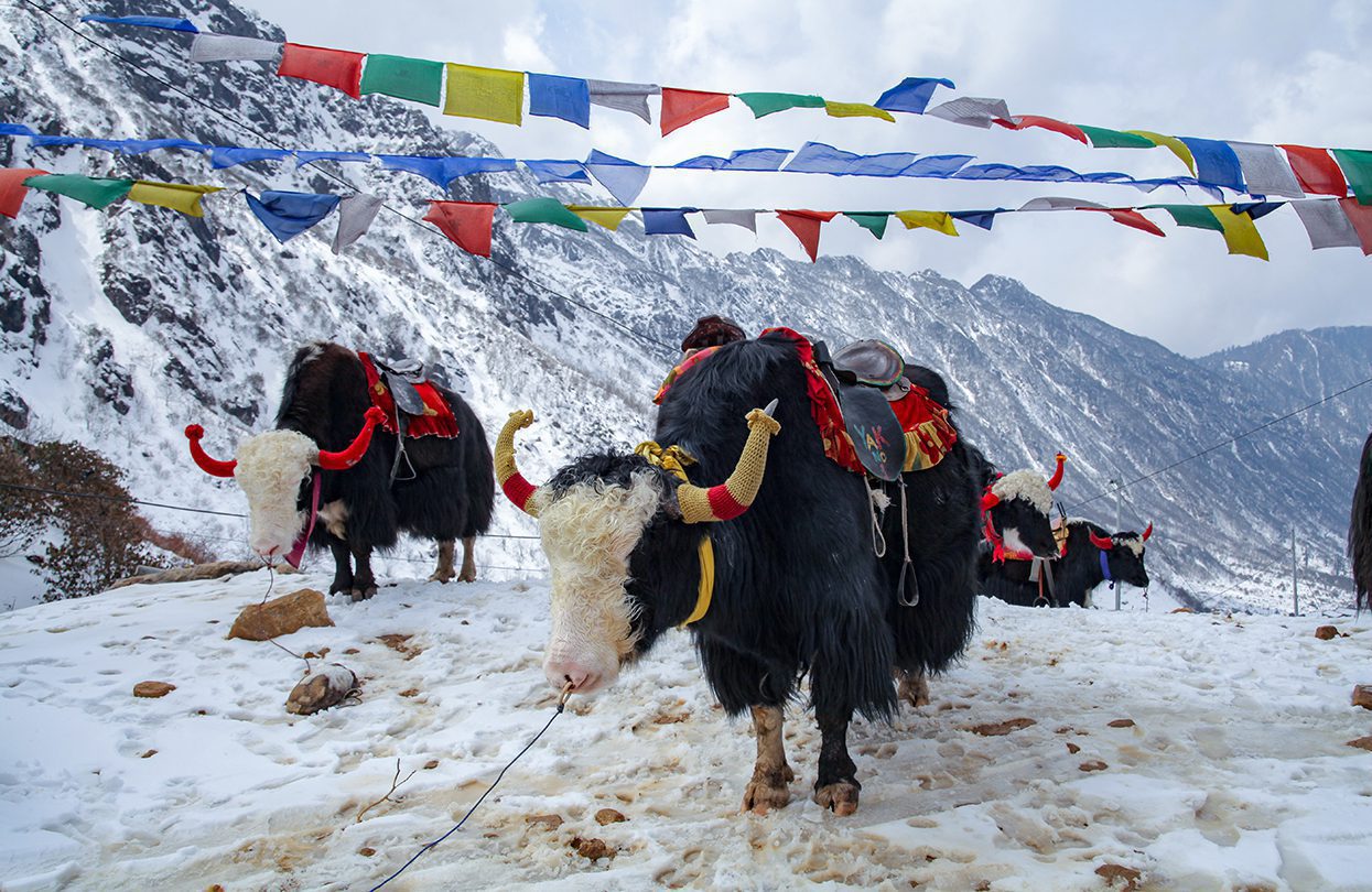 Yak at the Tsomgo (Changu) Lake in East Sikkim, a sacred natural glacial lake on top of mountain in Gangtok, image by ImagesofIndia