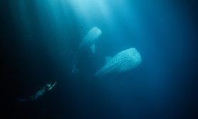 Experience Swimming With Whale Sharks, image by Raffles Maldives Meradhoo