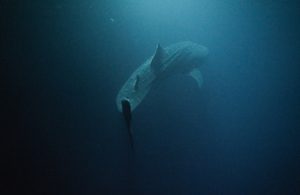 Experience Swimming With Whale Sharks, image by Raffles Maldives Meradhoo