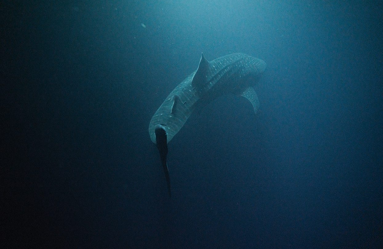 Experience Swimming With Whale Sharks, image by Raffles Maldives Meradhoo