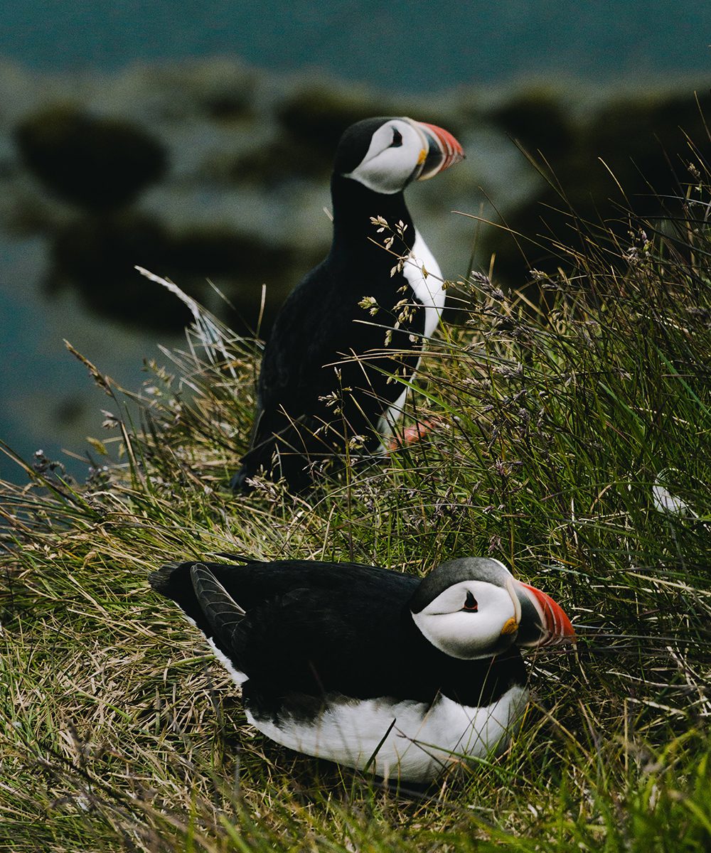 Puffins in Iceland, photo by Till Rottmann from Pexels