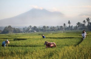 Soori Bali's views of Mount Batukaru and rice fields
