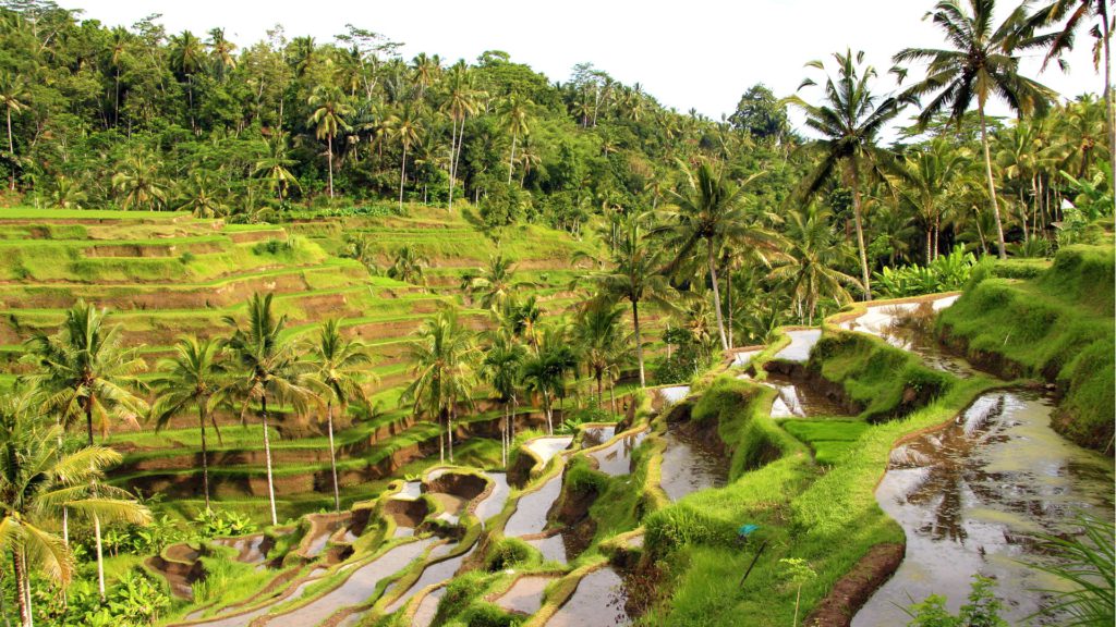 Bali Paddi Field, image by Rjuliana freeimages