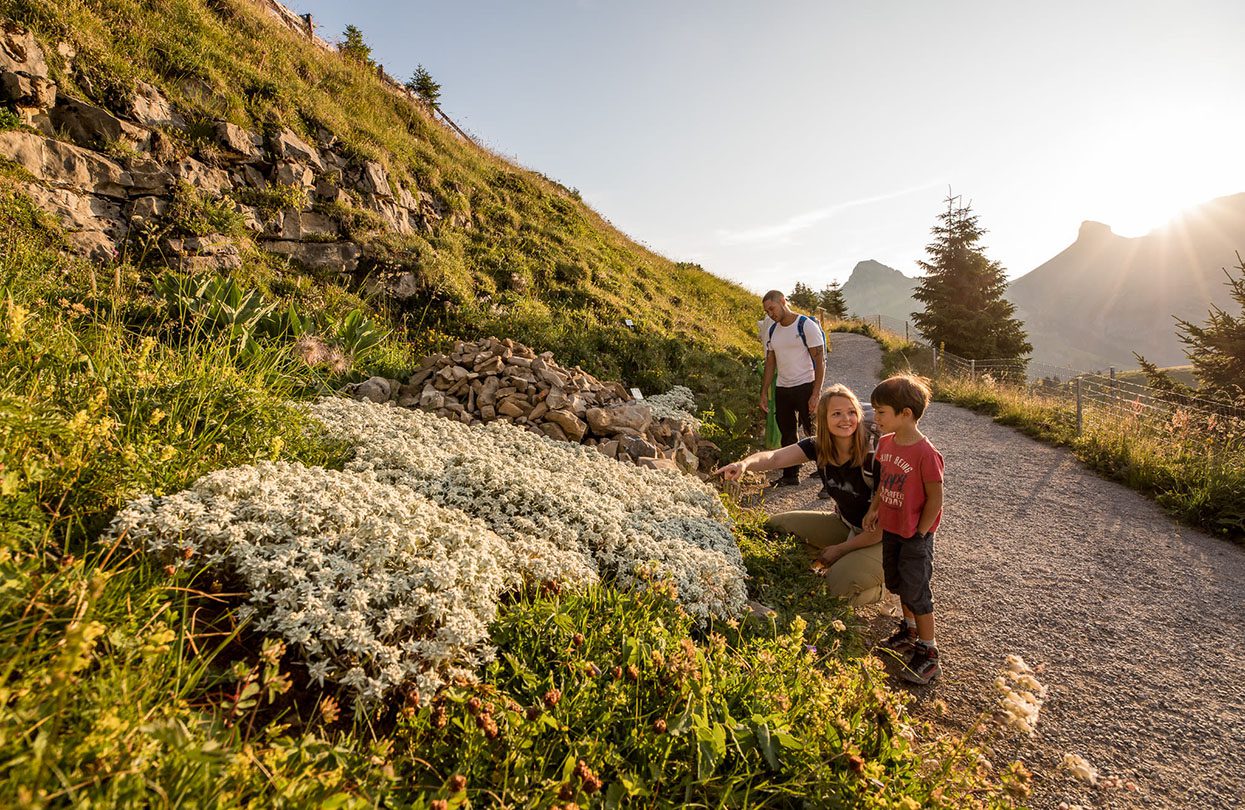 Schynige Platte’s Nature Trails, © Jungfraubahnen