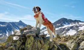 Barryland-Musée et Chiens du Saint-Bernard is a museum where visitors can learn and interact with St Bernards, image © Barryland