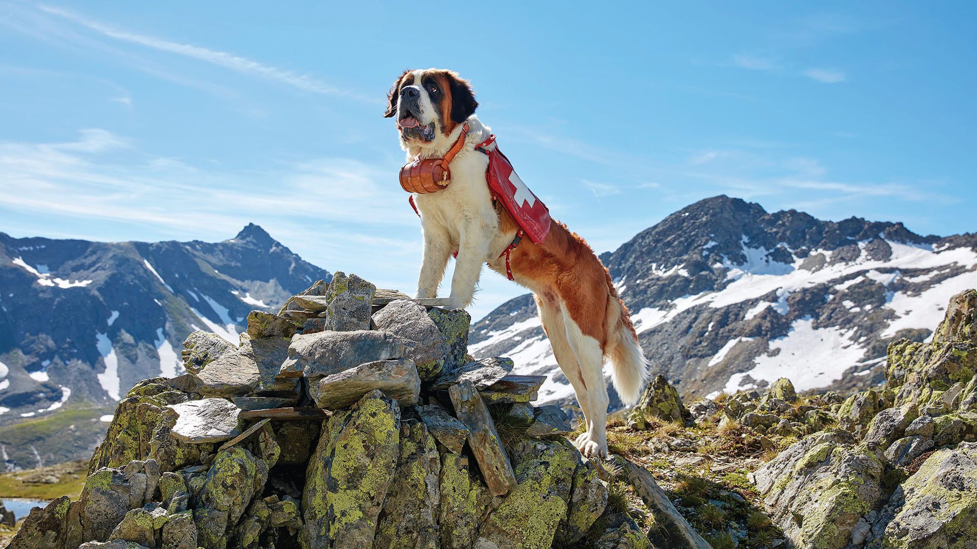 Barryland-Musée et Chiens du Saint-Bernard is a museum where visitors can learn and interact with St Bernards, image © Barryland