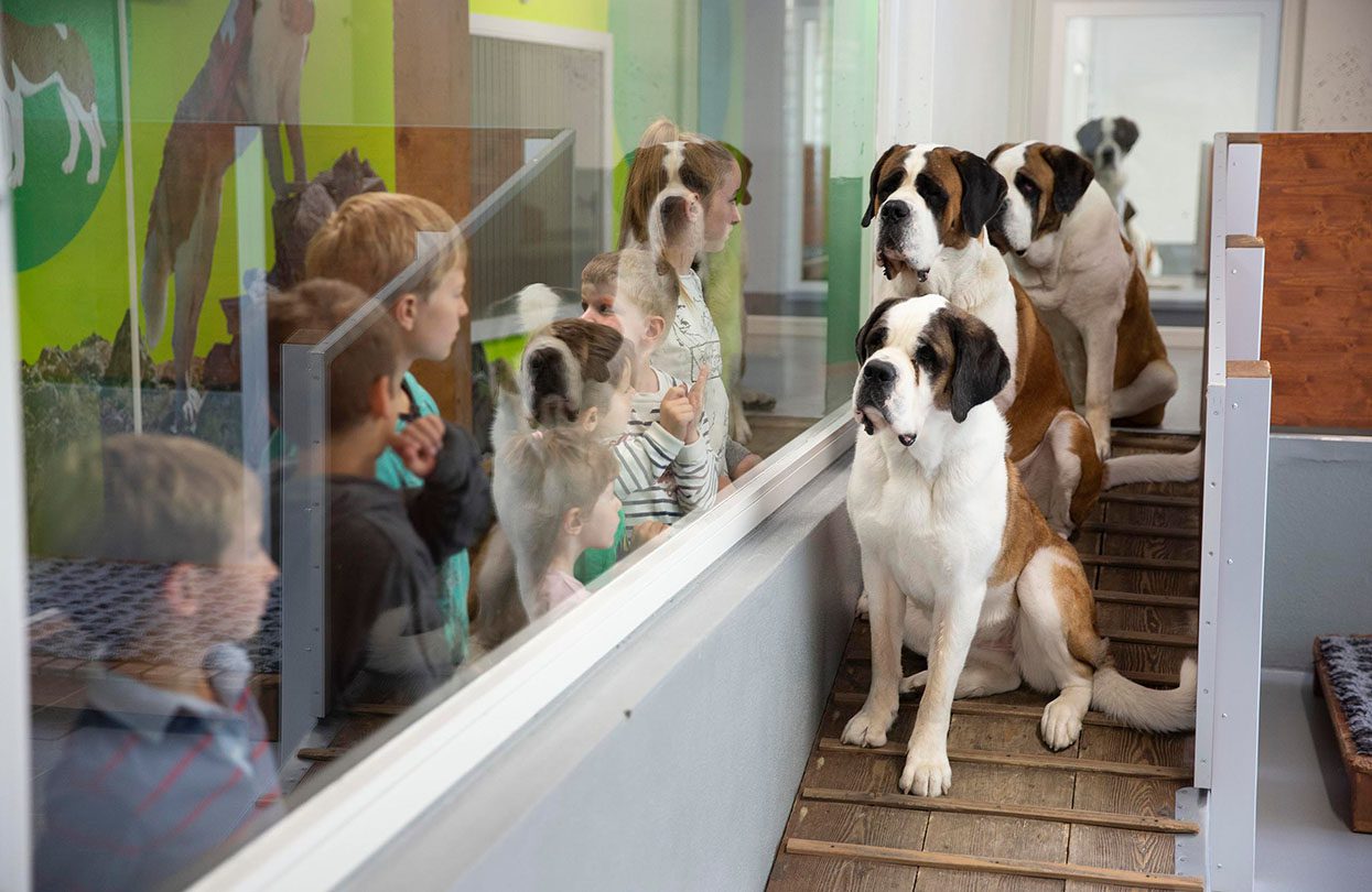 Barryland-Musée et Chiens du Saint-Bernard is a museum where visitors can learn and interact with St Bernards, image © Barryland