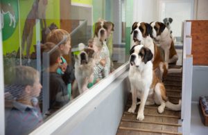 Barryland-Musée et Chiens du Saint-Bernard is a museum where visitors can learn and interact with St Bernards, image © Barryland