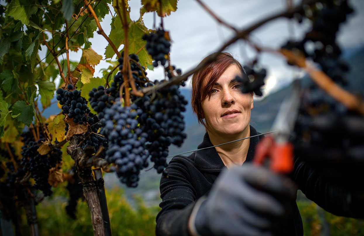 The beautiful vineyards in the Valais region, image credit Switzerland Tourism