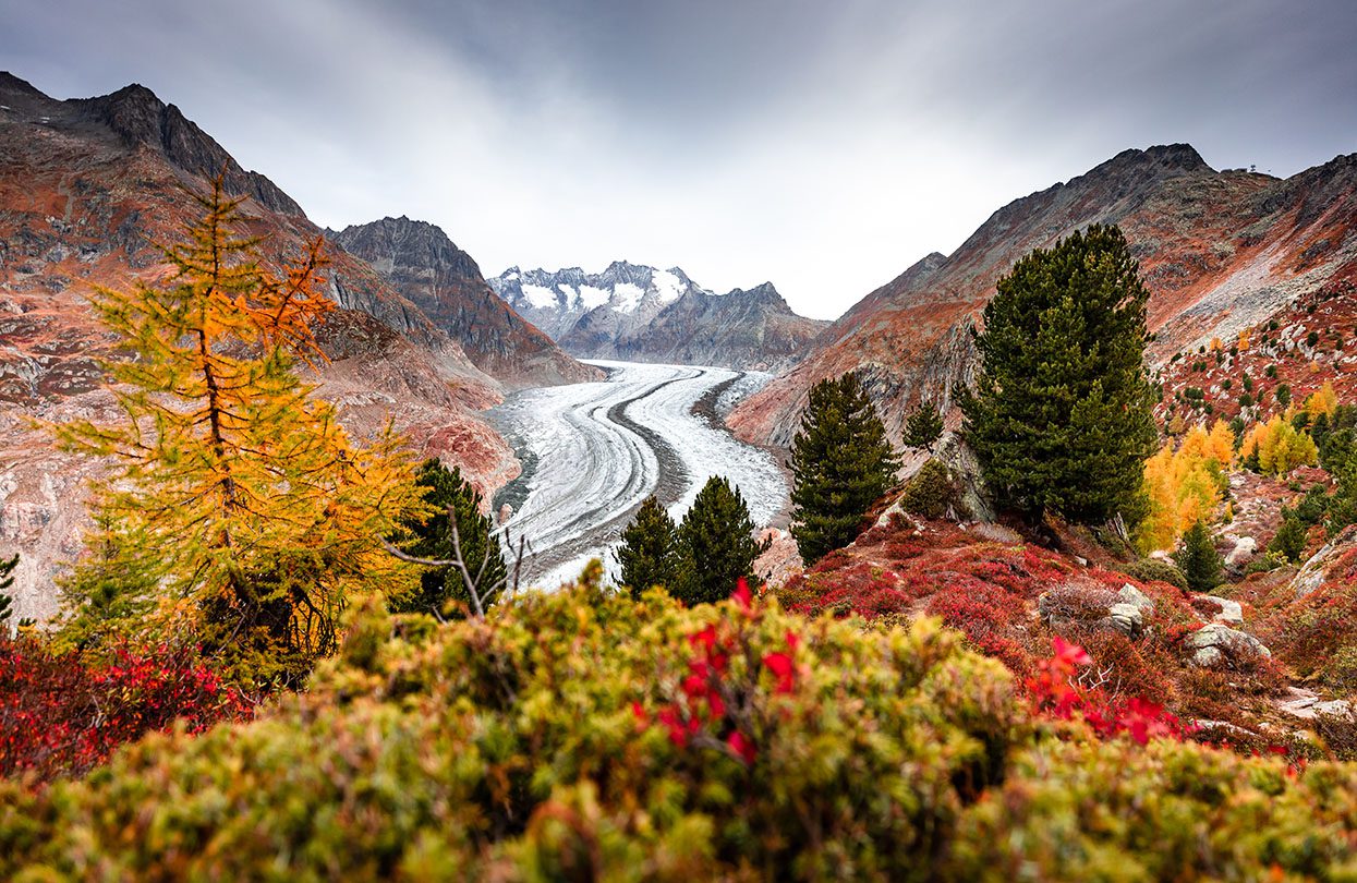 Aletsch Forest in autumn in the Aletsch Arena, image credit Switzerland Tourism