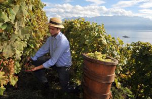 Grapes being harvested by hand in Lavaux, image by Fabrice Wagner, Switzerland Tourism