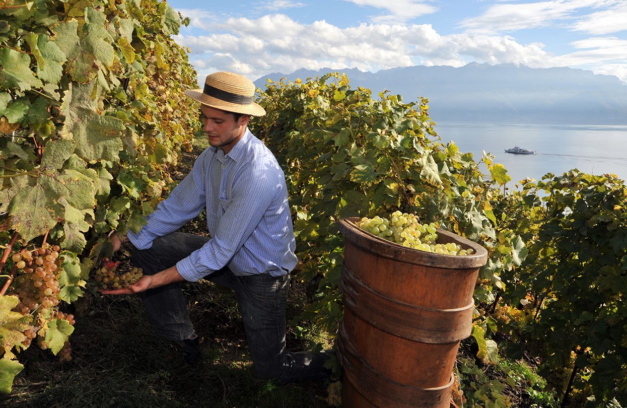 Grapes being harvested by hand in Lavaux, image by Fabrice Wagner, Switzerland Tourism