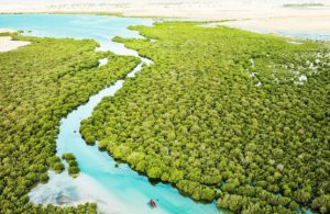 Purple Island Mangroves, Courtesy of Qatar Tourism
