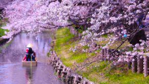Koedo Kawagoe Spring Boat Tour, Image by Koedo Kawagoe Tourist Association