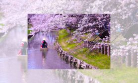 Koedo Kawagoe Spring Boat Tour, Image by Koedo Kawagoe Tourist Association