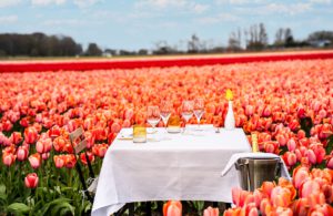 Luxury Tulip Tours with Anantara Grand Hotel Krasnapolsky Amsterdam