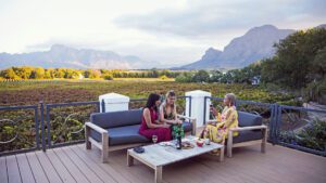Vineyard in Western Cape Vineyard in Western Cape