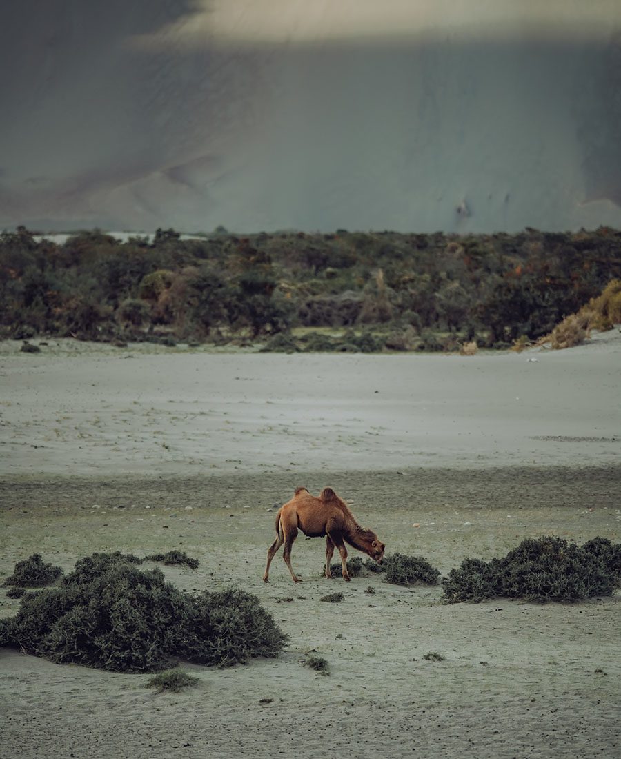 Camel in Nubra Valley, Image by Pexels Imad Clicks