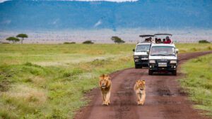 Masai Mara National Reserve, Kenya, Photo by Craig Stevenson on Unsplash