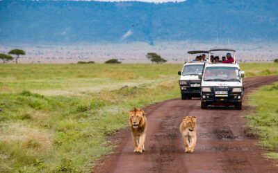 Awakening the Wild Within: A Kenyan Safari Adventure