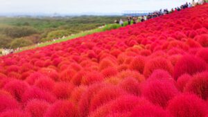 Embracing Autumn in Japan 11 Must Visit Spots