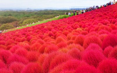 Embracing Autumn in Japan: 11 Must-Visit Spots