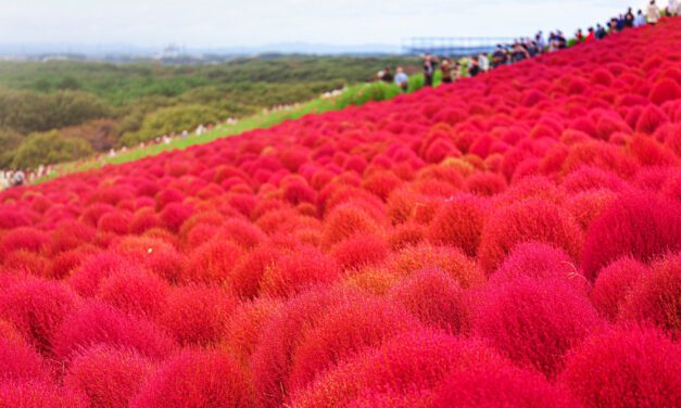 Embracing Autumn in Japan: 11 Must-Visit Spots