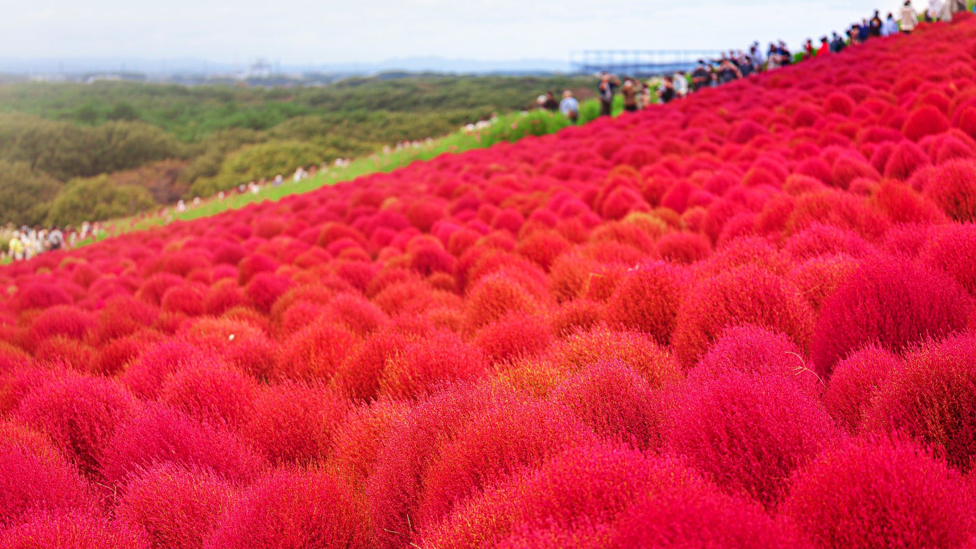 Embracing Autumn in Japan 11 Must Visit Spots