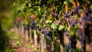 Swiss Grape Harvest in Autumn A Tale of Tradition Taste Time, Photo by Mika Baumeister on Unsplash