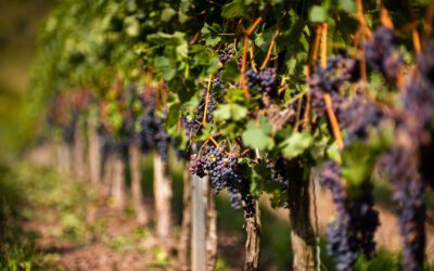Swiss Grape Harvest in Autumn: A Tale of Tradition, Taste & Time